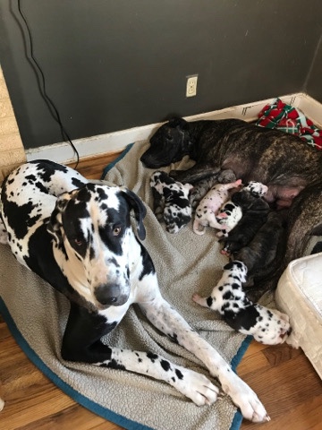 Great Dane – Great Dane