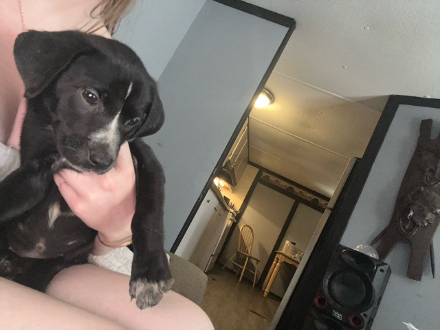 selling puppies – Worthington