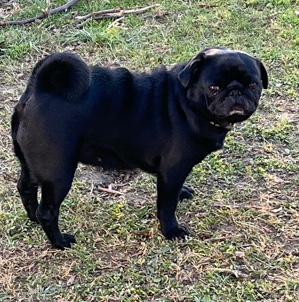 Pug – 3 year old black pug