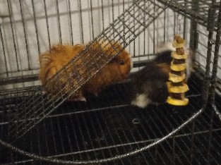 2 guinea pigs