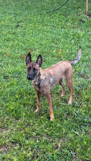 Belgian Shepherd Dog (Malinois) – 1 yr Female Belgian Malinois