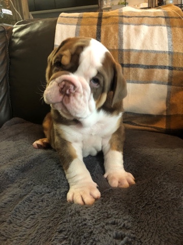 Bulldog – Australian Bulldog 4 Sale Available Now