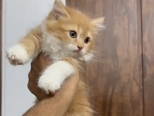 Persian (Modern) – Persian cat for sale – New Delhi