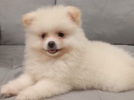 German Spitz – Spitz Alemão – Brasília