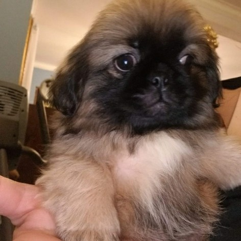 Tibetan Spaniel – Tibetan Spaniel puppy