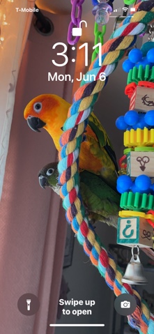 Green-Cheeked Conure – Conure Birds