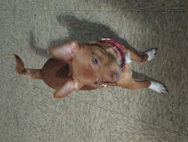 Chihuahua – 7-month-old Chihuahua