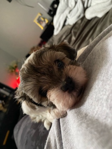 Selling a girl puppy!