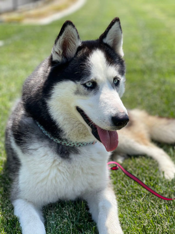 Very cute four years old female husky