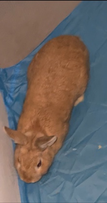 Mini Rex – 2 Mini Rex rabbit for free needs a loving home!