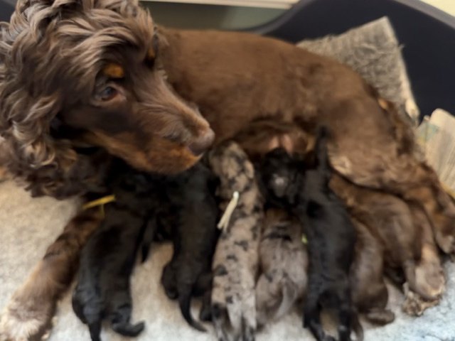 Cockapoo – DNA Clear - F1 Cockapoo Puppies – Skegness