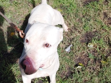 American Bulldog – XL Bully – Chicago