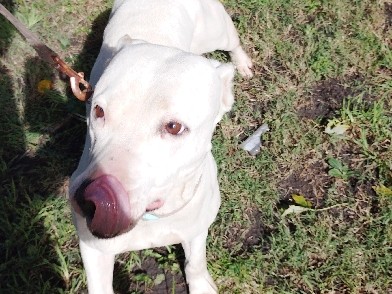 American Bulldog – XL Bully – Chicago
