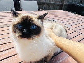 Siamese – Siamese x ragdoll – Houston