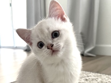 Scottish Fold – Scottish male kitten – Roseville