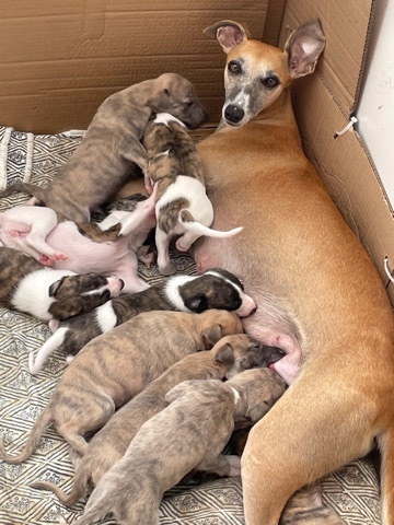 KC registered Whippets