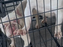French Bulldog – French bulldog – Claremont