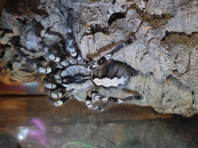 Poecilotheria regalis adult Female 11in