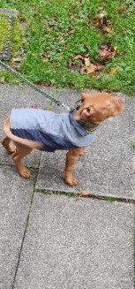xl bully puppy
