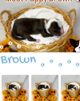 Portuguese Water Dog – Puppy Brown Male