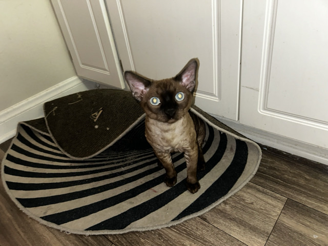 Devon Rex kitty (Kitone)