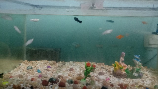 Mollies – mollies for sale