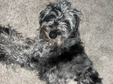 Goldendoodle - Golden Doodle available for adoption in Las Vegas