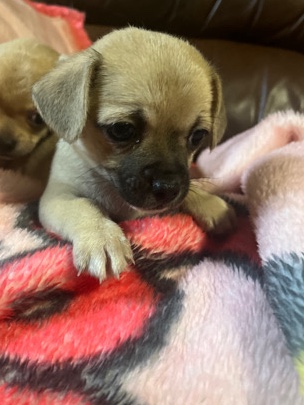 Chihuahua – Puppy