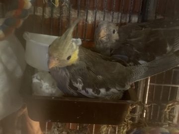 Cockatiel – 2 Hand-Raised Baby Cockatiels Available (unique, color mutations) – Tampa