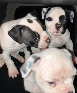 Olde English Bulldogge – Adorable Bulldogs