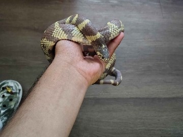 banana king snake