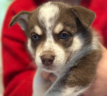 Siberian Husky – 4 Husky Puppies