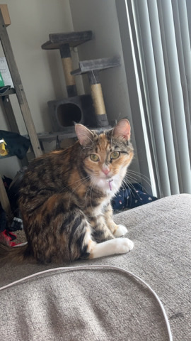 kitten for sale