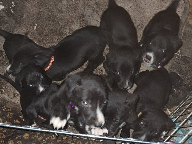 Labrador Retriever - 8 gorgeous puppies looking for their forever homes  available for adoption in Manchester