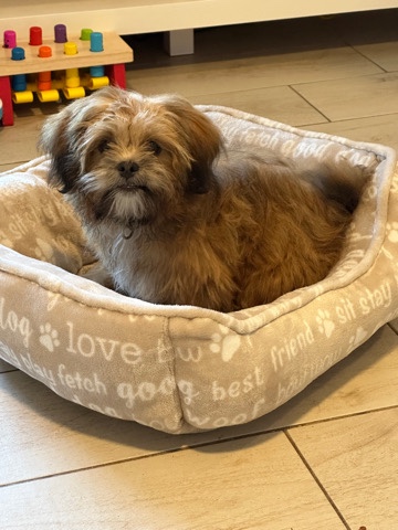 Lhasa Apso – NP***