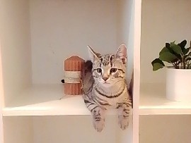 All - Katzen zu verkaufen  available for adoption in Wardenburg