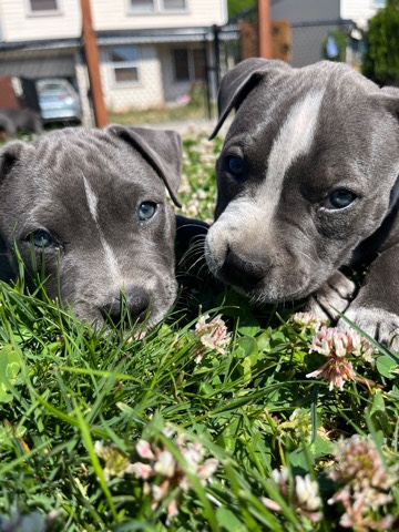 American Pit Bull Terrier – American bully puppies