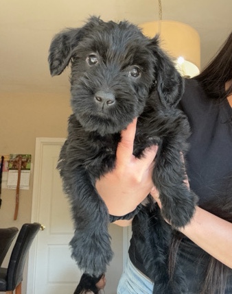 Giant Schnauzer – Giant Schnauzer puppy