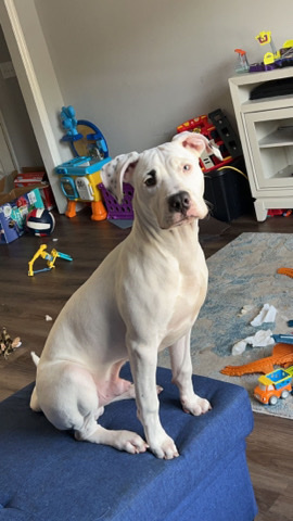 looking for an home for Freddie