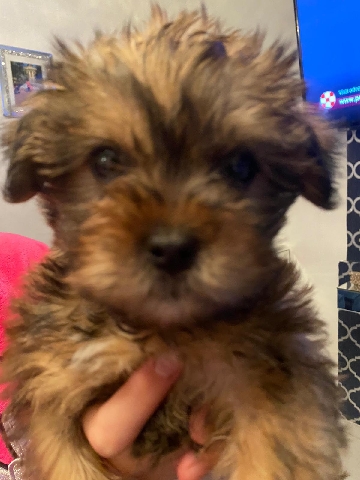 yourshire puppy