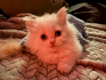 Persian (Modern) – Female White Doll Persian Cat