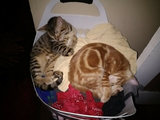 Bengal – Bonded Bangal Brothers