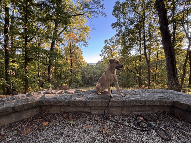 Mixed Breed – Rika – Nashville