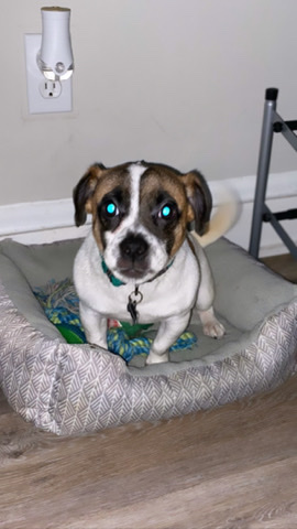 Jack Russell Terrier – Jug Re-Homing (Jack Russell/Pug)