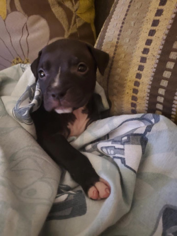 mix pitbull/mastiff puppy