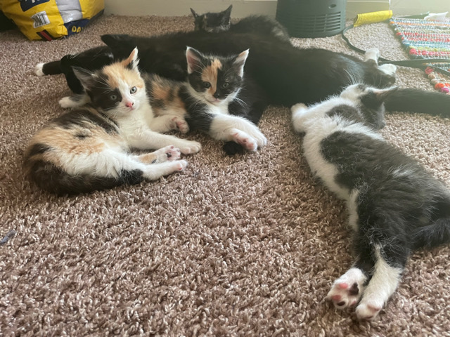 Kittens for adoption