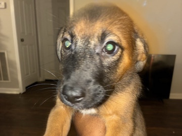 Mixed Breed – Free Puppies in Murfreesboro TN – Murfreesboro