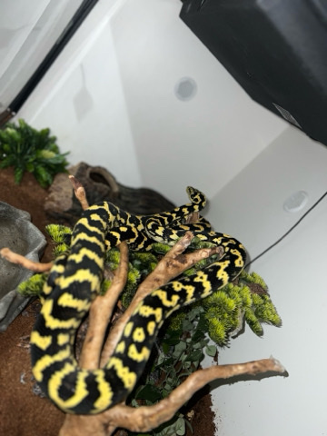 Jungle Carpet Python