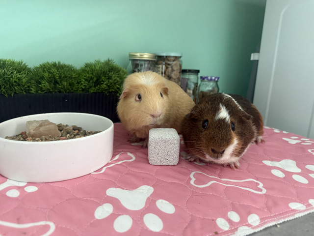 Guinea Pig – Adorable Bonded Male Guinea Pigs Looking for a Loving Home 🐹 – Richfield