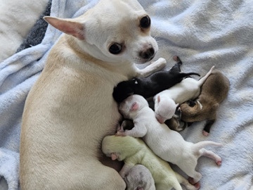 Chihuahua puppies for sale 